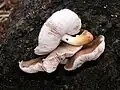 Pluteus cervinus