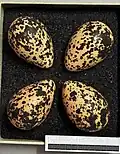 Eggs, Collection Museum Wiesbaden.