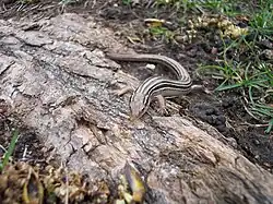 Prairie skink (Plestiodon septentrionalis)