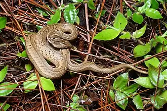 In Phu Kradueng National Park, Thailand
