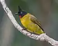 R. f. johnsoni, Khao Yai, east-central Thailand. Note the red throat in this subspecies.