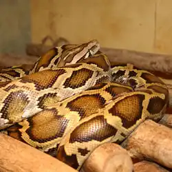 Burmese python