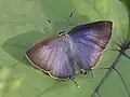 Female (upper side)