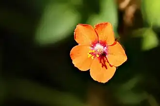 Flower close up