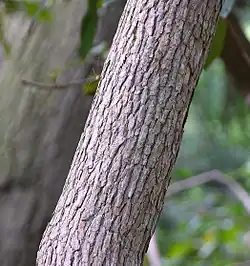 Bark