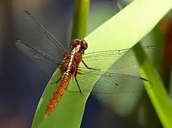 Young male