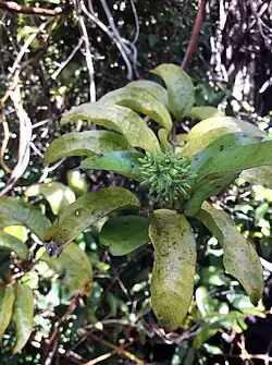 Leaves