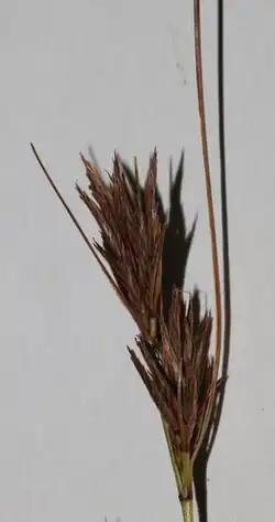 Flowering head
