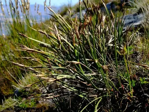 Growth form