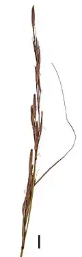 Inflorescence