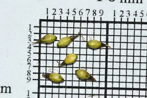 Nutlets