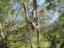 Mating pair
