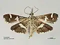 Ventral view