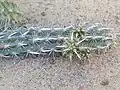 Spines close up