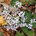 S. cordifolium photographed 13 October 2012, Baltimore Woods Nature Center, Marcellus, New York, US.