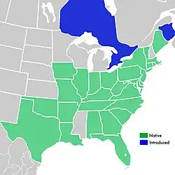 Symphyotrichum racemosum distribution map: Canada (introduced) – Ontario and New Brunswick; US (native) — Alabama, Arkansas, Connecticut, Delaware, District of Columbia, Florida, Georgia, Illinois, Indiana, Iowa, Kentucky, Louisiana, Maine, Maryland, Massachusetts, Missouri, New Jersey, New York, North Carolina, Ohio, Oklahoma, Pennsylvania, Rhode Island, South Carolina, Tennessee, Texas, Vermont, Virginia, and West Virginia.