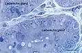 Figure 17. Rat jejunum. Toluidine blue stained Semithin Epon sections of jejunum mucosa showing the bottom of Lieberkuhn glands in transverse section and a telocyte (red star) surrounding one of the gland. Note the spindle-shape body sending off two telopodes, one of which measure at least 50&nbsp;μm in the section plane.