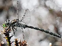Male
