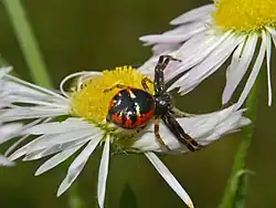 Red form