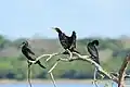 Indian cormorant