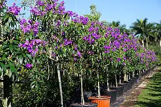 Young trees for sale