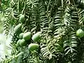 Torreya grandis close-up