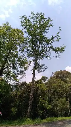 Form