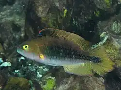 Male
