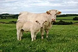 Charolais.