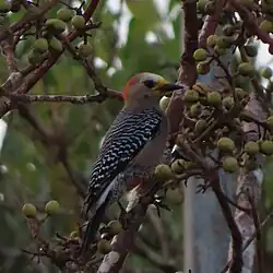 Female