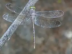 Adult female