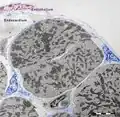 Figure 11. Digitally coloured electron micrograph of mouse ventricular endocardium (burgundy). TC (blue) make an interstitial network in the heart. Subendocardial telocytes (TC1) sends Tp between cardiomyocytes (CM) and communicate with TC2. Cap, blood capillary. Scale bar 5&nbsp;μm. Reproduced with permission from [4]