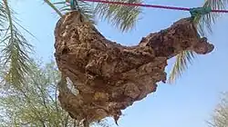 غذای محلی تباهگ
