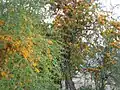 گلهای سیمیل گهره
