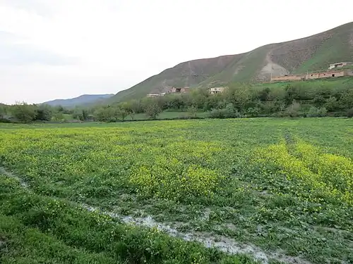 گل‌های دارویی