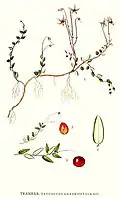 طرحی از گیاه کرنبری