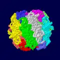 RuBisCO از اکتامرهای هترودیمر زیر سیستم‌های بزرگ و کوچک تشکیل شده است (برای هر زیر سیستم کدگذاری رنگی شده است