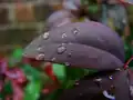 ۲۴ بیت (۱۶٬۷۷۷٬۲۱۶ رنگ)  RGB  R=۲^۸ * G=۲^۸* B= ۲^۸