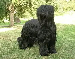 مشکی