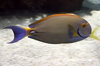 جراح‌ماهی چشم‌نواری
