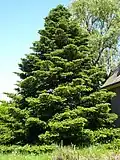 Abies koreana in cultivation