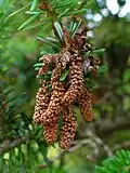 Abies koreana. Male cones