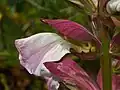 از نمای نزدیک Acanthus mollis