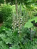 Acanthus mollis
