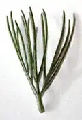برگ دندانه دار گیاه (به انگلیسی:Adenanthos sericeus)