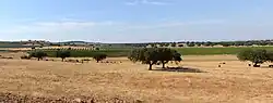 Typical landscape of Alentejo. The trees in the foreground are cork oaks (بلوط چوبپنبهای), together with the remains of a cut wheat field. The second and third images are vineyards (انگور) and olive trees (Olea europea). Wheat, cork, olive oil, and wine are the most important commercial products of Alentejo.