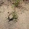 رویش خارشتر از درون آسفالت