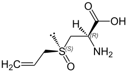 Alliin skeletal view