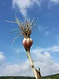 سیر تازه