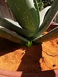 پاجوش آلوئه‌ورا